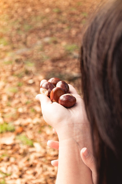 Chestnuts gather in autumn - Photo, Image