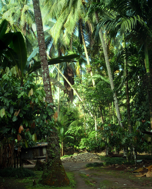 διαδρομή της ζούγκλας - Φωτογραφία, εικόνα