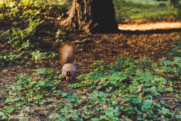 squirrel in forest - Photo, Image