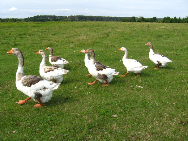 Полет белых гусей на лугу
 - Фото, изображение