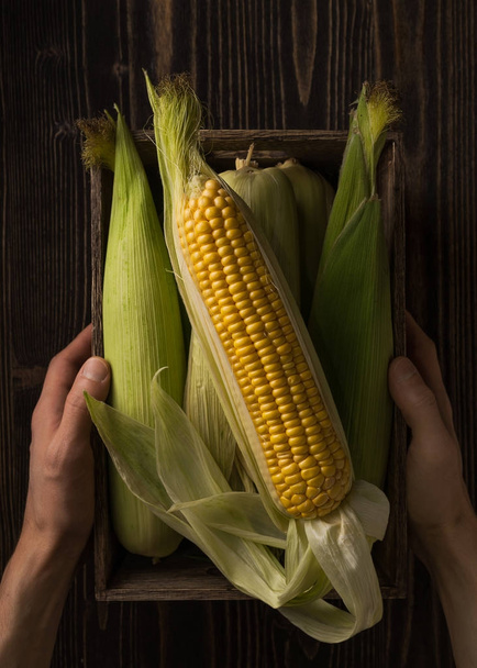 Box full of fresh corn cobs in the mans hands over rough wood - 写真・画像