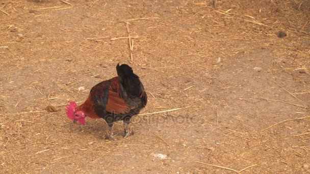 Un gallo en el patio buscando comida
 - Imágenes, Vídeo