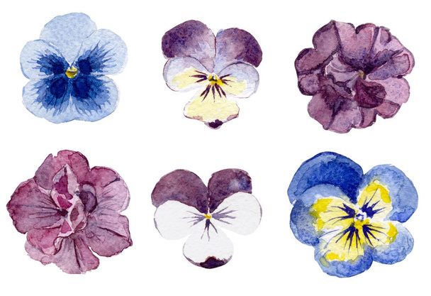 flor de flor acuarela
 - Foto, imagen