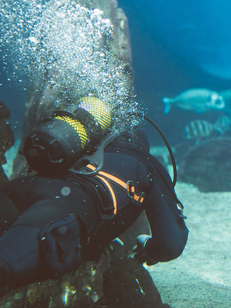 The scuba diver swims under the water. - Photo, Image