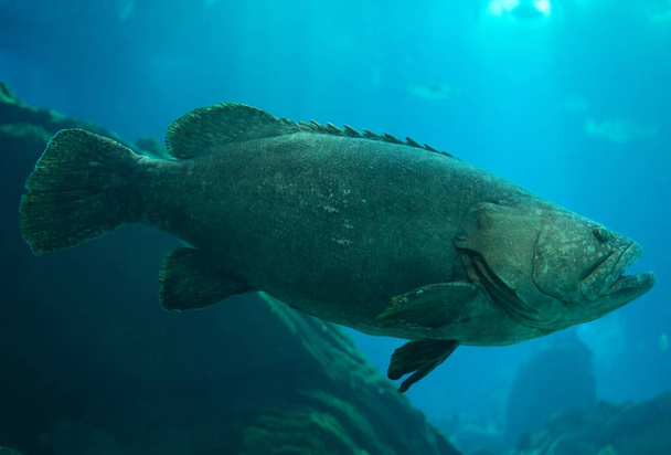 Queensland grouper swimming in the sea. - Photo, Image