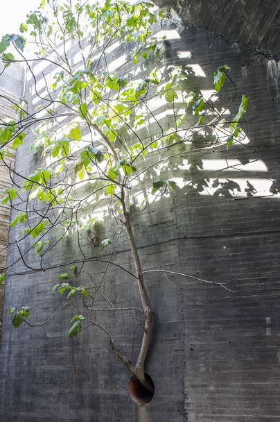 Fig tree plant growing out of concrete wall through drainpipe ho - Photo, Image