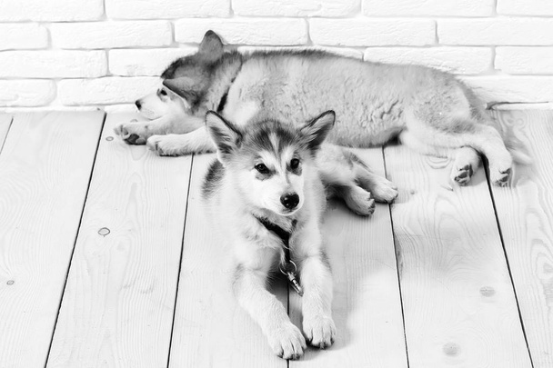 husky dogs on wood with bricks - Photo, image