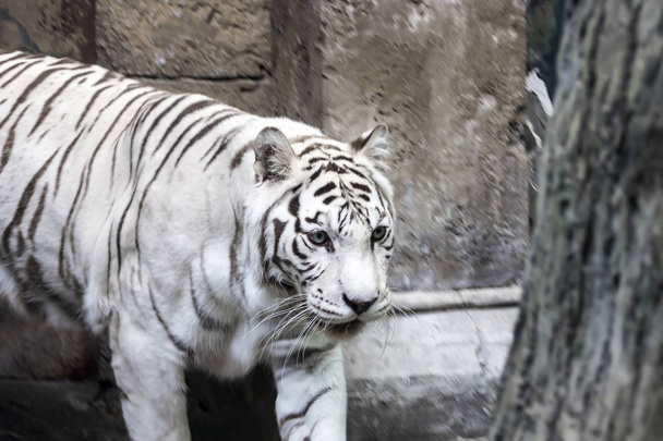 Rare white tiger slose portrait - Foto, Imagen