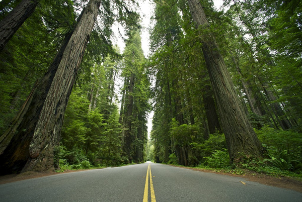 Parque Estatal de Redwood
 - Foto, Imagen