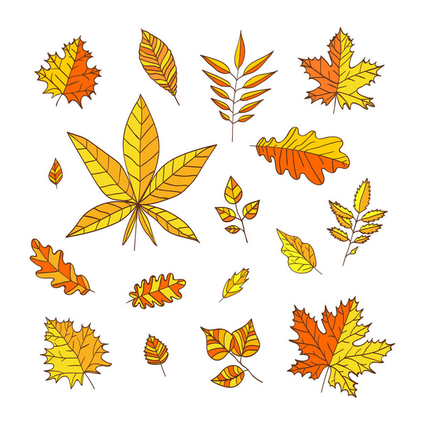 Sada barevné podzimní listí na bílém pozadí. Podzimní listí pro pozvánky, pohlednice, bannery, certifikát - Vektor, obrázek