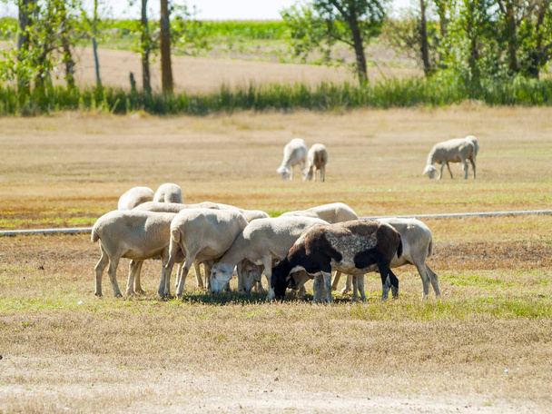 Schafe weiden im Sommer auf einem Feld - Foto, Bild