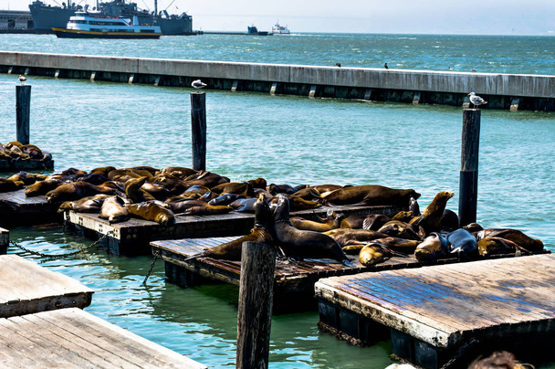 Seals at Pier 39 Fishermans Wharf in San Francisco California U - Фото, зображення