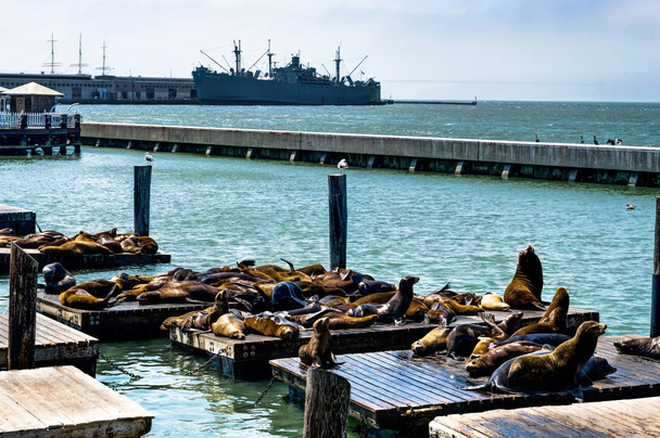 Seals at Pier 39 Fishermans Wharf in San Francisco California U - Φωτογραφία, εικόνα