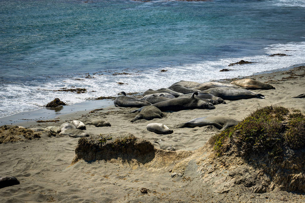 Sea Lions at the Beach in California United States of America - Φωτογραφία, εικόνα