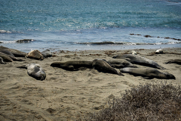 Sea Lions at the Beach in California United States of America - Photo, image