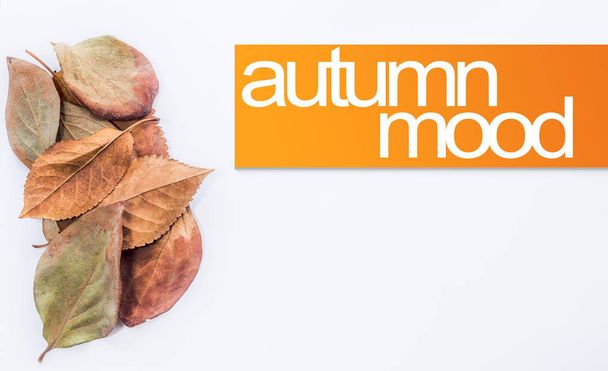 Осенний текст настроения на оранжевом прямоугольнике с кучей осенних листьев. Сезонный элемент дизайна
. - Фото, изображение