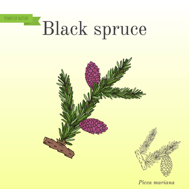 Picea mariana black spruce branches. - Vektör, Görsel