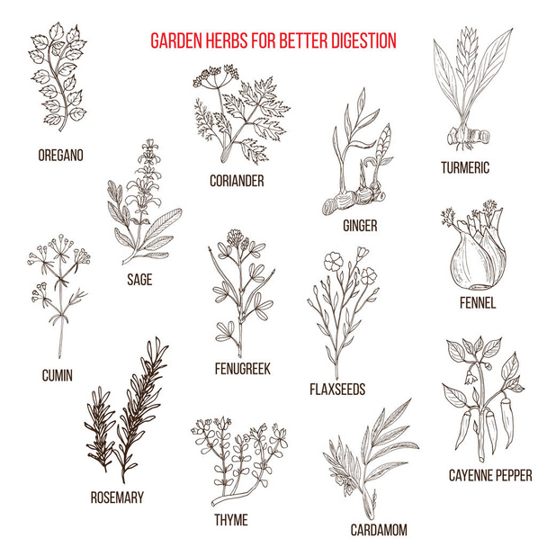 Best garden herbs for better digestion - Διάνυσμα, εικόνα