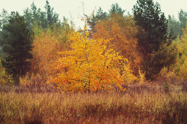 Jesienna scena w żółte odcienie Natura Krajobraz - Zdjęcie, obraz