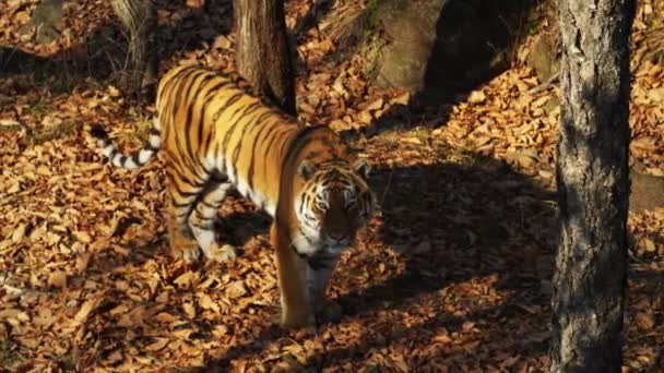 Krásný amur tygr zírá na někoho. Primorsky Safari park, Rusko - Záběry, video