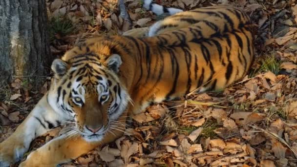Kaunis amur tiikeri valehtelee ja tuijottaa jotakuta. Primorsky Safari puisto, Venäjä
 - Materiaali, video