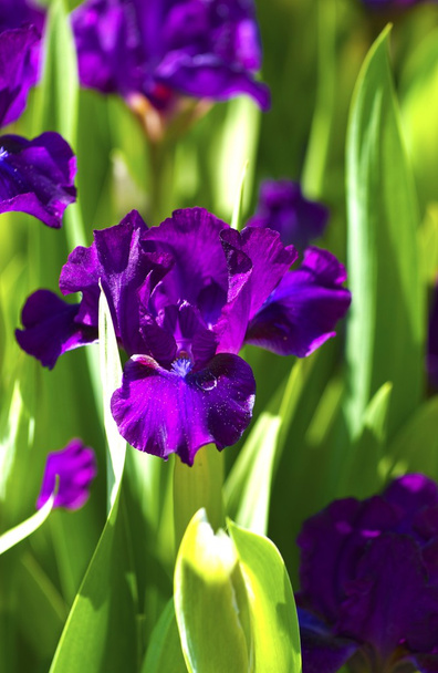 Flores de iris violeta oscuro
 - Foto, Imagen