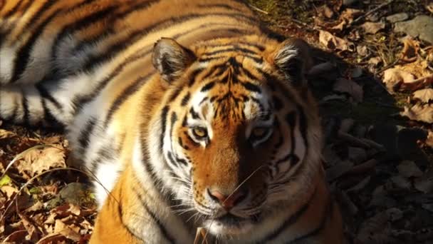 Kaunis amur tiikeri valehtelee ja tuijottaa jotakuta. Primorsky Safari puisto, Venäjä
 - Materiaali, video