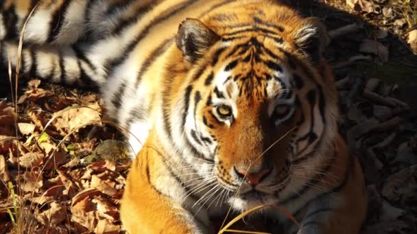 Hermoso tigre amur miente y mira a alguien. Primorsky Safari park, Rusia
 - Imágenes, Vídeo