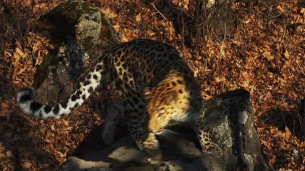 Χαριτωμένη amur σπάνια λεοπάρδαλη φθινόπωρο Primorsky Safari Park, Ρωσία - Πλάνα, βίντεο