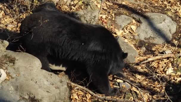 El oso negro del Himalaya está buscando algo en hojas en Safari Park. Rusia
 - Metraje, vídeo