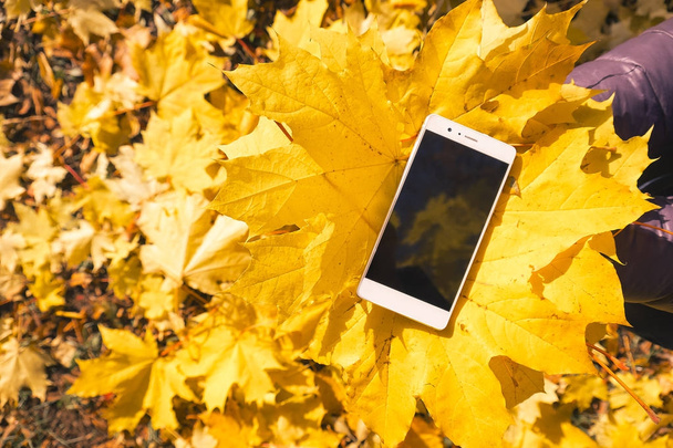 Telefon w jesiennych liści klonu - Zdjęcie, obraz