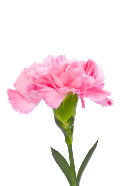 Único cravo rosa ereto sobre fundo branco
 - Foto, Imagem