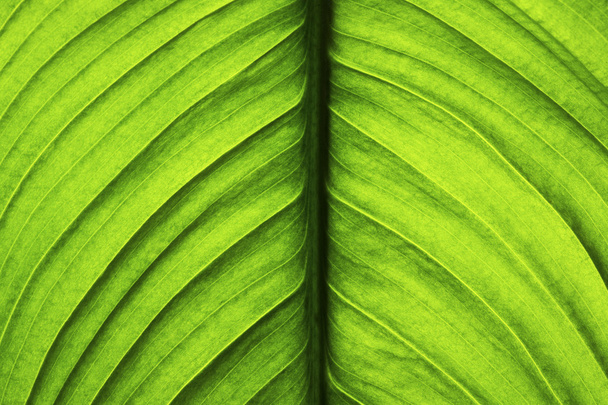liść zielony - Zdjęcie, obraz