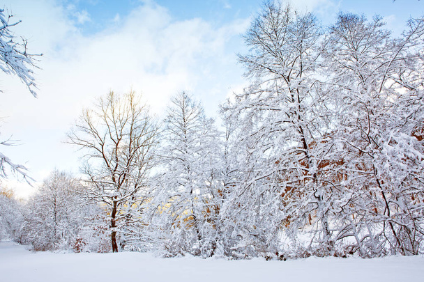 Trees with snow and blue sky. - Φωτογραφία, εικόνα