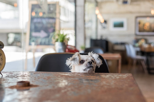 Sweet dog look something in coffee shop with clock - 写真・画像