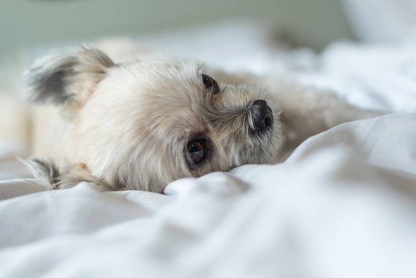 süßer Hundeschlaf liegt auf einem Bett aus weißem Schleier - Foto, Bild