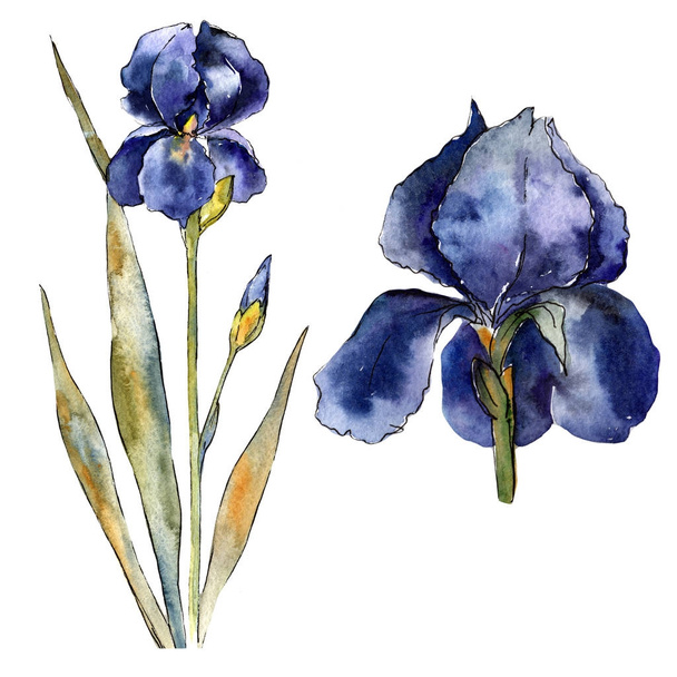 Wildflower colorful iris flower in a watercolor style isolated. - Fotoğraf, Görsel