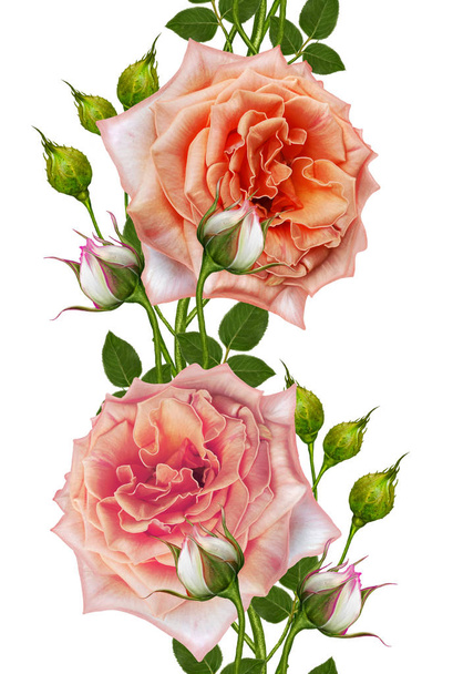 Seamless pattern Horizontal floral border. Flower arrangement, bouquet of delicate beautiful pink roses, green berries, leaves. - 写真・画像