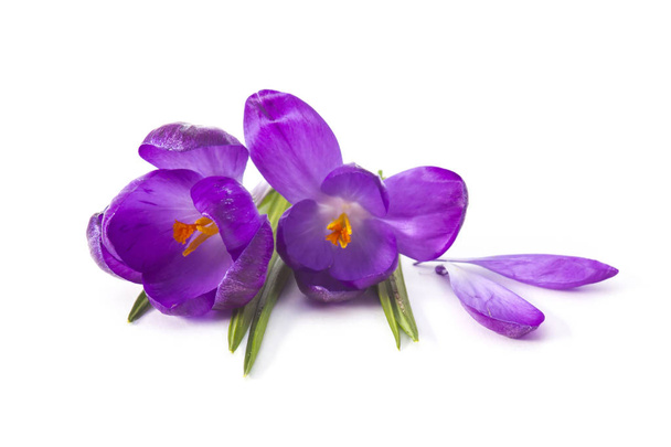Krokus - eine der ersten Frühlingsblumen - Foto, Bild