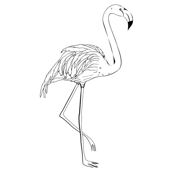 Flamingo-Vektorillustration. Doodle-Stil. isoliert auf weißem Ba - Vektor, Bild