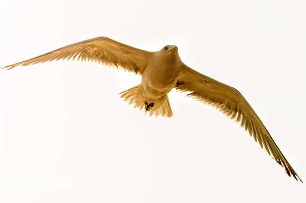 Herring gull, Larus fuscus L. flying - Photo, Image