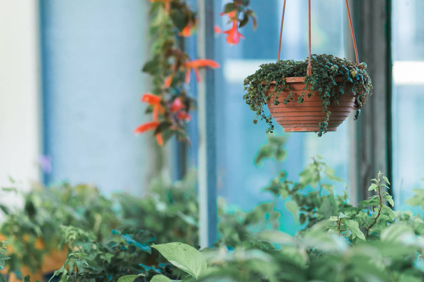 Flowers in hanging clay pot on blurred windows background - Φωτογραφία, εικόνα