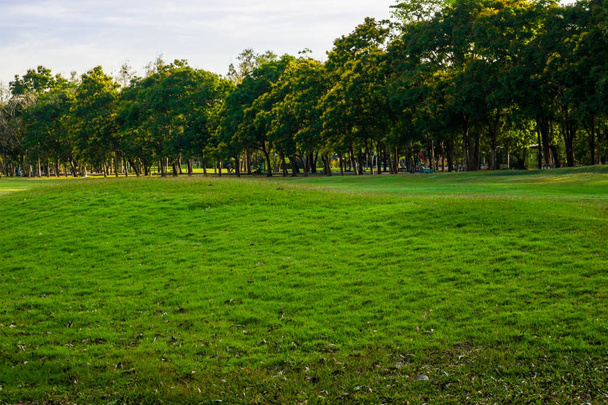 Luz del atardecer en el árbol con prado verde en el parque de la ciudad follaje buen ambiente
 - Foto, Imagen