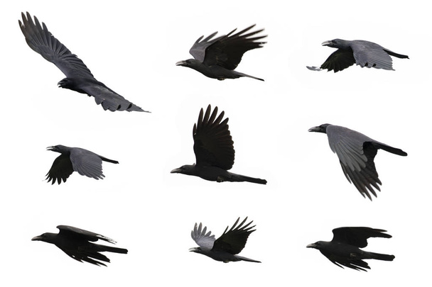 Groupe de corneilles noires volant sur fond blanc. Un animal. Noir Bi
 - Photo, image