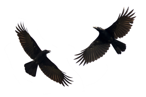 Image de corbeau noir volant sur fond blanc. Un animal. Noir Bi
 - Photo, image