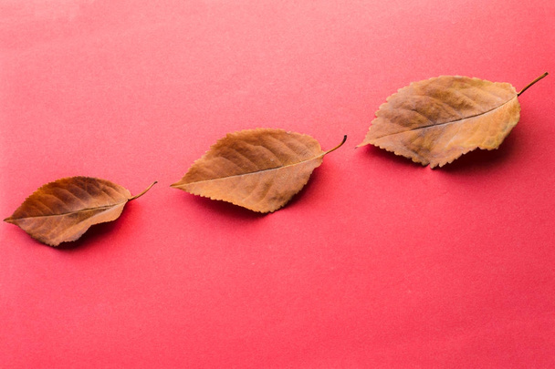 3 つの落とされた葉。秋のデザイン要素. - 写真・画像