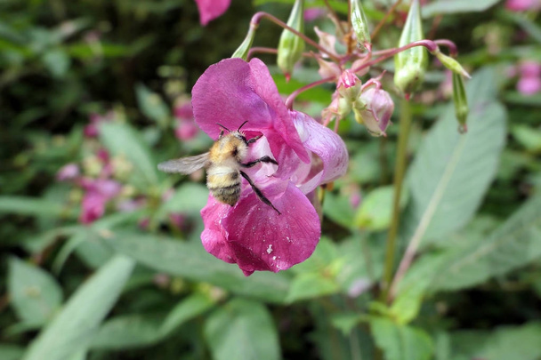 bumble bee on Ornamental jewelweed flower (Impatiens glandulifer - Photo, Image