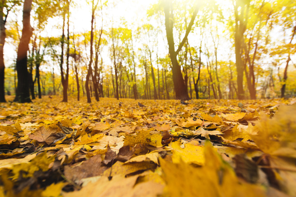 yellow fallen leaves - Photo, Image