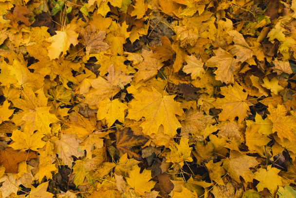 fallen maple leaves - Photo, Image