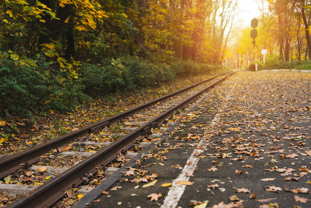 Tren İstasyonu, sonbahar orman - Fotoğraf, Görsel